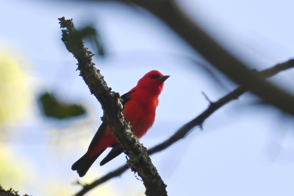 2025-05117994 Ipswitch River Wildlfe Sanctuary,  MA.JPG - Scarlet Tanager. Ipswitch River Wildlife Sanctuary,MA, 5-11-2025